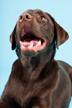 güzel kahverengi labrador retriever açık mavi renkli izole. Stüdyo vurdu.