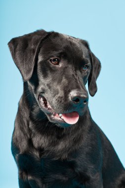 sevimli siyah labrador retriever açık mavi renkli izole. Stüdyo vurdu.