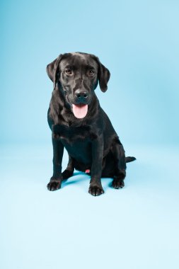 sevimli siyah labrador retriever açık mavi renkli izole. Stüdyo vurdu.