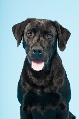 sevimli siyah labrador retriever açık mavi renkli izole. Stüdyo vurdu.