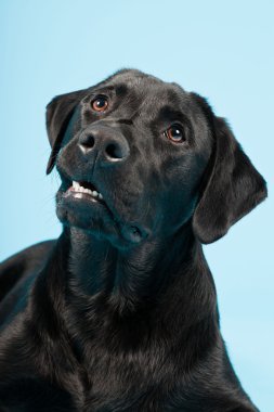 sevimli siyah labrador retriever açık mavi renkli izole. Stüdyo vurdu.