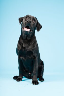 sevimli siyah labrador retriever açık mavi renkli izole. Stüdyo vurdu.