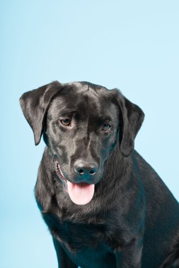 sevimli siyah labrador retriever açık mavi renkli izole. Stüdyo vurdu.