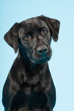 sevimli siyah labrador retriever açık mavi renkli izole. Stüdyo vurdu.