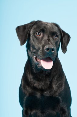 sevimli siyah labrador retriever açık mavi renkli izole. Stüdyo vurdu.