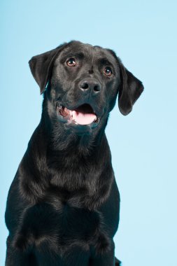 sevimli siyah labrador retriever açık mavi renkli izole. Stüdyo vurdu.