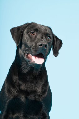 sevimli siyah labrador retriever açık mavi renkli izole. Stüdyo vurdu.