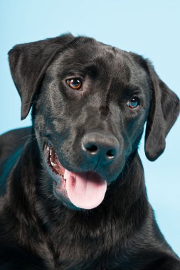 sevimli siyah labrador retriever açık mavi renkli izole. Stüdyo vurdu.