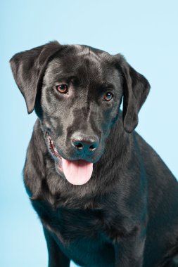 sevimli siyah labrador retriever açık mavi renkli izole. Stüdyo vurdu.