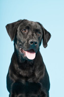 sevimli siyah labrador retriever açık mavi renkli izole. Stüdyo vurdu.