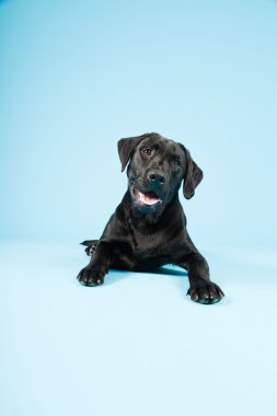 sevimli siyah labrador retriever açık mavi renkli izole. Stüdyo vurdu.