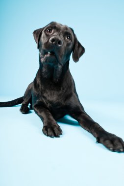 sevimli siyah labrador retriever açık mavi renkli izole. Stüdyo vurdu.