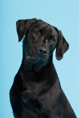 sevimli siyah labrador retriever açık mavi renkli izole. Stüdyo vurdu.