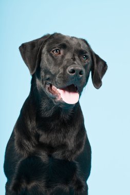 sevimli siyah labrador retriever açık mavi renkli izole. Stüdyo vurdu.