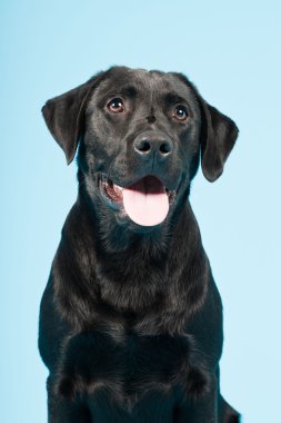 sevimli siyah labrador retriever açık mavi renkli izole. Stüdyo vurdu.