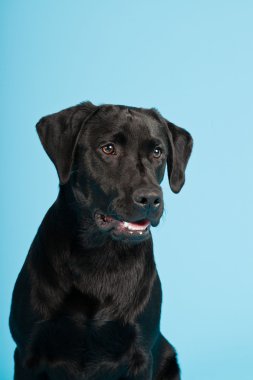 sevimli siyah labrador retriever açık mavi renkli izole. Stüdyo vurdu.