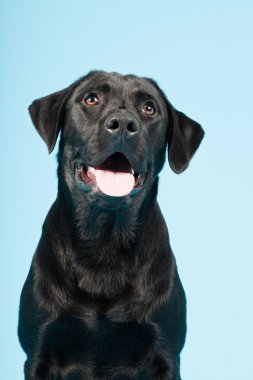 sevimli siyah labrador retriever açık mavi renkli izole. Stüdyo vurdu.