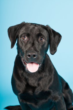 sevimli siyah labrador retriever açık mavi renkli izole. Stüdyo vurdu.