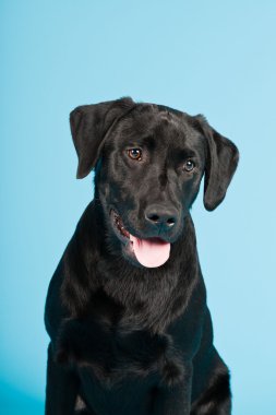 sevimli siyah labrador retriever açık mavi renkli izole. Stüdyo vurdu.