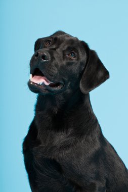 sevimli siyah labrador retriever açık mavi renkli izole. Stüdyo vurdu.