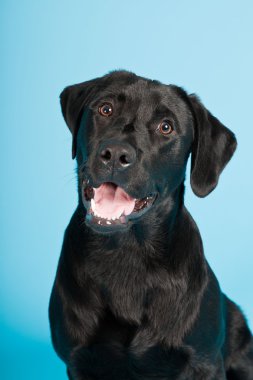 sevimli siyah labrador retriever açık mavi renkli izole. Stüdyo vurdu.