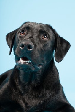 sevimli siyah labrador retriever açık mavi renkli izole. Stüdyo vurdu.