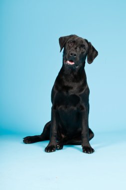 sevimli siyah labrador retriever açık mavi renkli izole. Stüdyo vurdu.