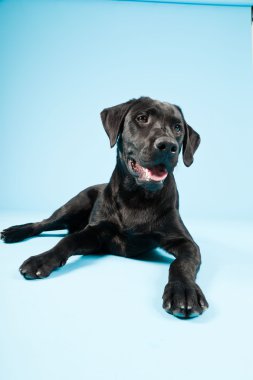 sevimli siyah labrador retriever açık mavi renkli izole. Stüdyo vurdu.