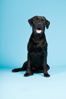 sevimli siyah labrador retriever açık mavi renkli izole. Stüdyo vurdu.