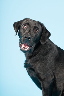 sevimli siyah labrador retriever açık mavi renkli izole. Stüdyo vurdu.