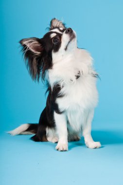 şirin chihuahua siyah beyaz üzerinde açık mavi renkli izole. uzun saçlı. Stüdyo portre.