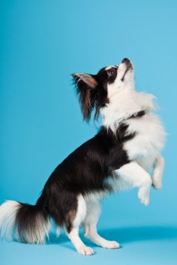 şirin chihuahua siyah beyaz üzerinde açık mavi renkli izole. uzun saçlı. Stüdyo portre.