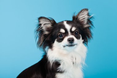 şirin chihuahua siyah beyaz üzerinde açık mavi renkli izole. uzun saçlı. Stüdyo portre.