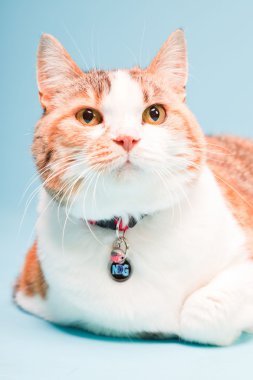 Açık mavi renkli izole kırmızı beyaz kedi portre Studio