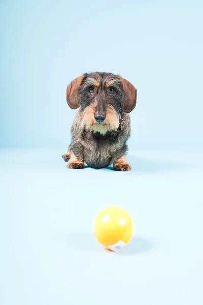 Studio portrait of cute brown black dachshund isolated on light blue background. — Stock Photo, Image