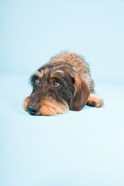 Retrato de estudio de lindo dachshund negro marrón aislado sobre fondo azul claro . — Foto de Stock