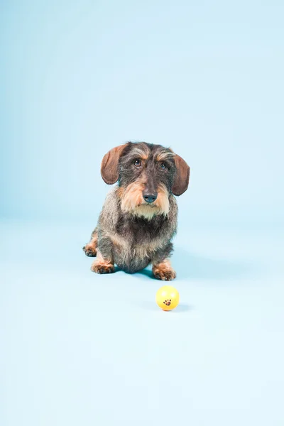 stock image Studio portrait of cute brown black dachshund isolated on light blue background.