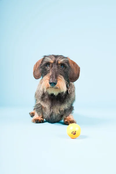 stock image Studio portrait of cute brown black dachshund isolated on light blue background.