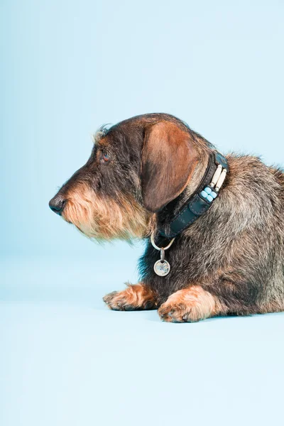 浅蓝色背景上孤立的可爱棕色黑色腊肠狗室画像. — 图库照片