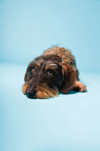 Retrato de estudio de lindo dachshund negro marrón aislado sobre fondo azul claro . — Foto de Stock