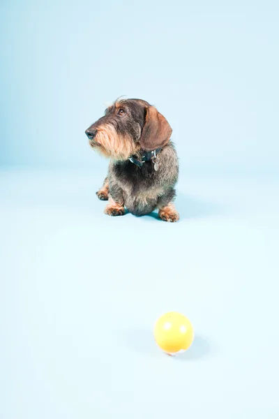 stock image Studio portrait of cute brown black dachshund isolated on light blue background.