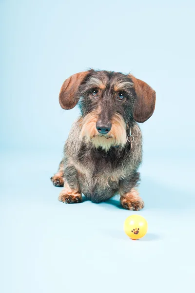 stock image Studio portrait of cute brown black dachshund isolated on light blue background.