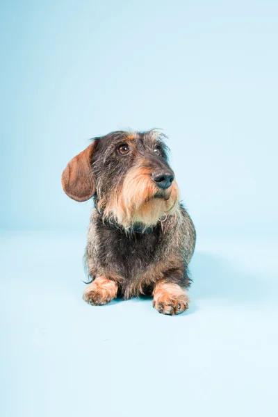 浅蓝色背景上孤立的可爱棕色黑色腊肠狗室画像. — 图库照片