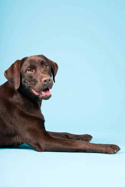 Prachtige bruine labrador retriever geïsoleerd op lichte blauwe achtergrond. studio opname. — Stockfoto