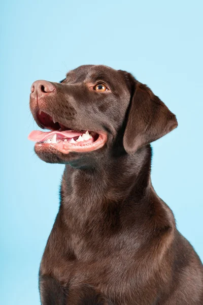 美丽棕色拉布拉多犬隔离在淡蓝色背景。工作室拍摄. — 图库照片