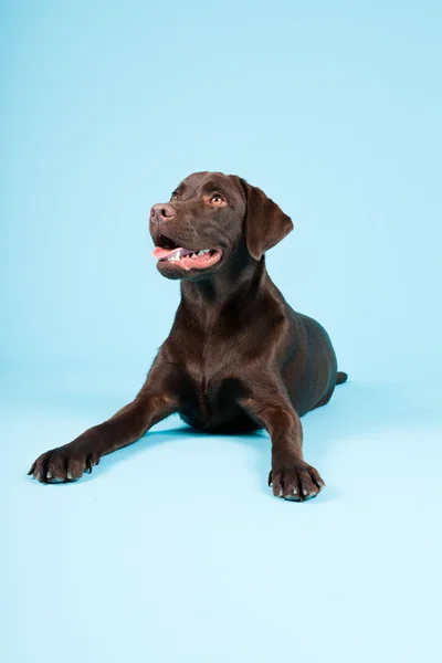 Vacker brun labrador retriever isolerad på ljusblå bakgrund. Studio skott. — Stockfoto