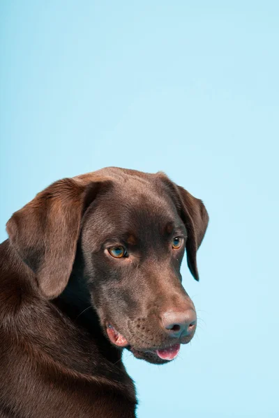 Prachtige bruine labrador retriever geïsoleerd op lichte blauwe achtergrond. studio opname. — Stockfoto