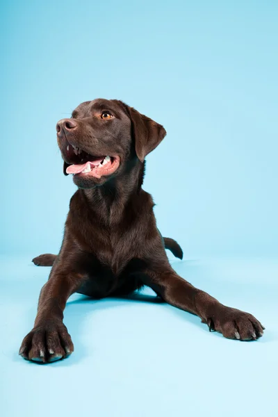 Vacker brun labrador retriever isolerad på ljusblå bakgrund. Studio skott. — Stockfoto