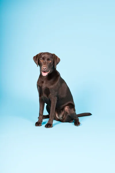 Schöne braune Labrador Retriever isoliert auf hellblauem Hintergrund. Studioaufnahme. — Stockfoto