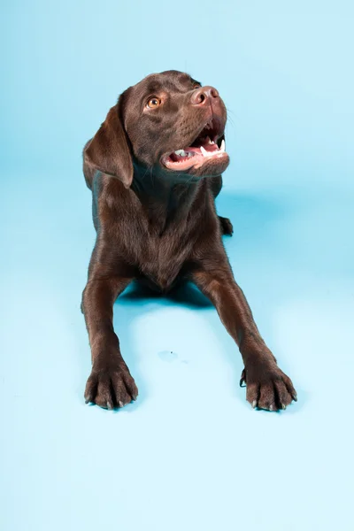 Schöne braune Labrador Retriever isoliert auf hellblauem Hintergrund. Studioaufnahme. — Stockfoto